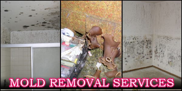 Mold Cleanup Mold Cleanup
