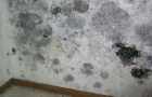 Mold Cleanup