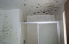 Mold Cleanup