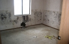 Mold Cleanup