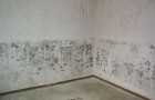 Mold Cleanup